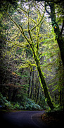 Glowing Tree Photograph by Jason Brooks Glowing Tree Photograph by Jason Brooks