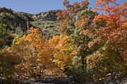 Gold in the Mountains Photograph by Melany Sarafis