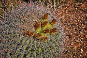 Golden Barrel Bloom Photograph by Ed Peterson
