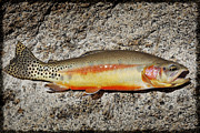 Golden Beauty Photograph by Kelley King