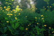 Golden Blooms Photograph by Gene Garnace