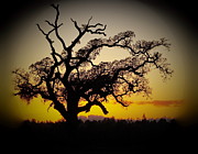 Golden December Sundown Digital Art by Richard Thomas