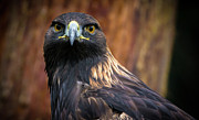 Golden Eagle 1 Photograph by Jason Brooks Golden Eagle 1 Photograph by Jason Brooks
