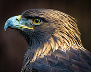 Golden Eagle 2 Photograph by Jason Brooks Golden Eagle 2 Photograph by Jason Brooks