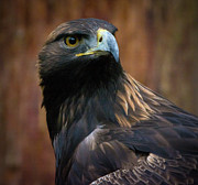 Golden Eagle 4 Photograph by Jason Brooks Golden Eagle 4 Photograph by Jason Brooks