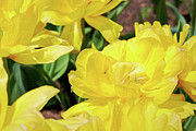 Golden Feathers Photograph by Mike Smale