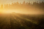 Golden Fog Photograph by Mary Lee Dereske