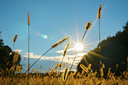 Golden Hour Grass Photograph by Mark Rogers