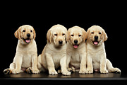 Golden Labrador Retriever puppies isolated on black background Photograph by Sergei Taran