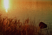 Golden Light Photograph by James BO Insogna