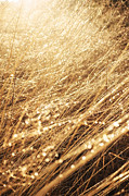 Golden morning grass with drops Photograph by Matthias Hauser