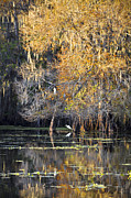 Golden On The River Photograph by Carolyn Marshall