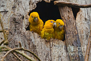 Golden Parakeet Photograph by B.G. Thomson Golden Parakeet Photograph by B.G. Thomson
