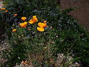 Golden Poppy Path Photograph by Richard Thomas Golden Poppy Path Photograph by Richard Thomas