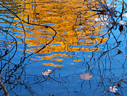 Golden Tree Photograph by Kathi Mirto