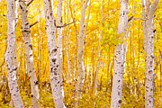 June Lake - Aspen Trees - Golden Trees Photograph by Francesco Emanuele Carucci