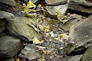 Goldfinches Galore Photograph by Jemmy Archer