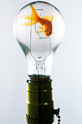 Goldfish in light bulb  Photograph by Garry Gay