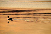 Goose and Water Ripples  Photograph by Mike Murdock