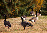 Goose Gathering Photograph by Arnold Hence