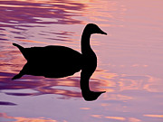 Goose Reflection Photograph by Beth Myer Photography