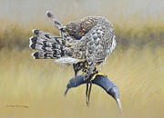 Goshawk Preening Painting by Alan M Hunt