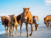 Assateague Wild Ponies Photograph by Louis Dallara