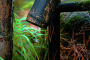 Grace in the Dying of the Summer Photograph by Mike Smale