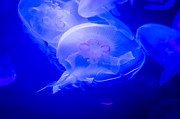 Graceful Photograph by Frank Mari