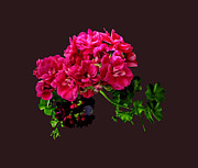 Graceful Geraniums Photograph by Susan Savad Graceful Geraniums Photograph by Susan Savad