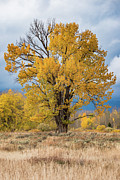Grand Old Tree Photograph by Chuck Jason