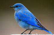 Grand Teton Bluebird Closeup Photograph by Adam Jewell