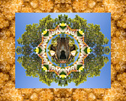 Grandmother Tree Photograph by Bell And Todd