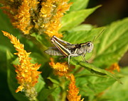 Grasshopper Photograph by Ben Upham III