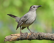 Gray Catbird   Dumetella carolinensis Photograph by Jim Hughes