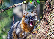 Gray Fox Awakens In The Tree Digital Art by DB Hayes