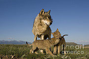 Gray Wolves Playing Photograph by Jean-Louis Klein & Marie-Luce Hubert