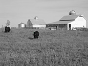 Grazing Buddies Photograph by Dylan Punke