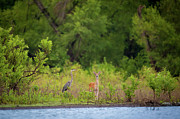 Great Blue and the Whitetail Photograph by Jeff Phillippi Great Blue and the Whitetail Photograph by Jeff Phillippi