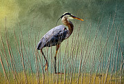 Great Blue At The Beach Digital Art by Lois Bryan