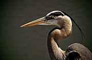 Great Blue Heron Close Up Portrait Photograph by Stefano Senise
