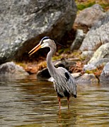Great Blue Heron Photograph by Monika Salvan Great Blue Heron Photograph by Monika Salvan