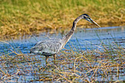Great Blue Heron On The Hunt Photograph by DB Hayes