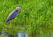 Great Blue Heron Waiting Photograph by Ed Peterson