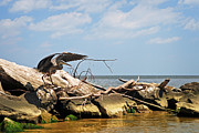 Great Blue Heron Wings Outstretched Photograph by Rebecca Sherman