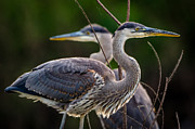 Great Blue Siblings Photograph by Jeff Phillippi Great Blue Siblings Photograph by Jeff Phillippi