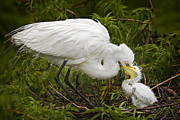 Great Egret and Chick Photograph by Susan Candelario Great Egret and Chick Photograph by Susan Candelario