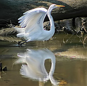 Great Egret Lifting Off Photograph by DB Hayes