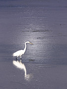 Great Egret Photograph by Steven Sparks