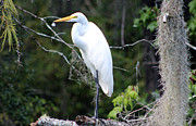 Great Egret with Feather Photograph by DB Hayes